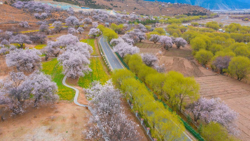 林芝桃花盛開。 張靜攝