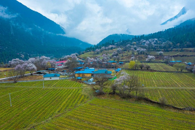 桃花村。 張靜攝