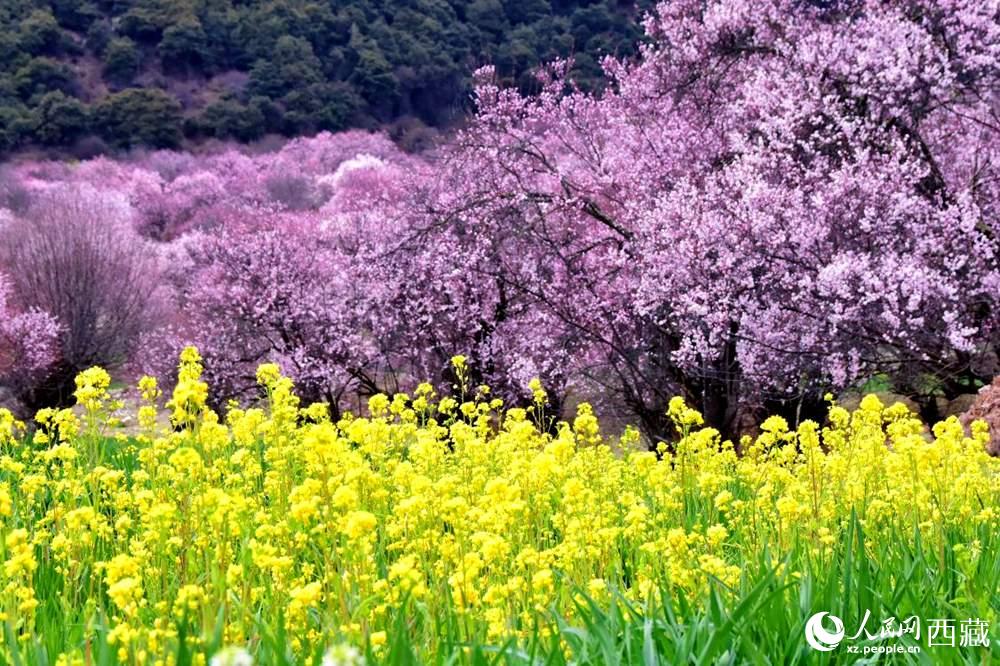 桃花與油菜花交相輝映。人民網(wǎng) 李海霞攝