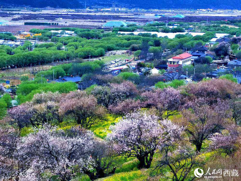 漫山開放的野桃花。人民網(wǎng) 李海霞攝