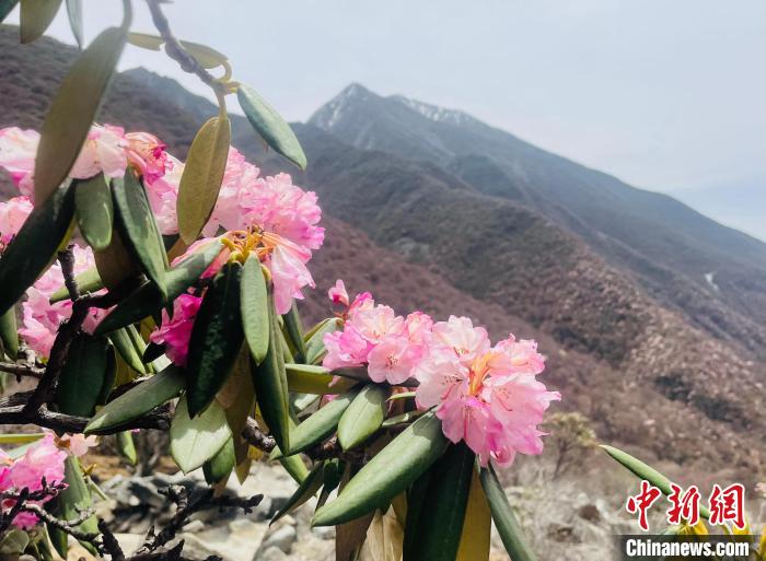 近日，西藏自治區(qū)山南市加查縣索囊溝的杜鵑花競相綻放。　冉文娟 攝