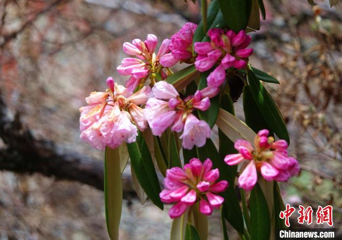 近日，西藏自治區(qū)山南市加查縣索囊溝的杜鵑花競相綻放?！∪轿木?攝