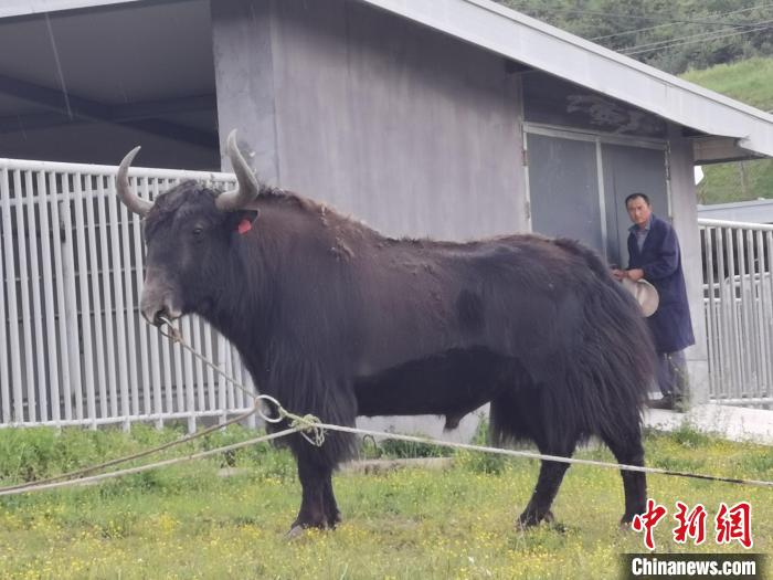 探訪全國最大牦牛產(chǎn)學研基地：“大通牦?！备牧己笠峒s180萬頭