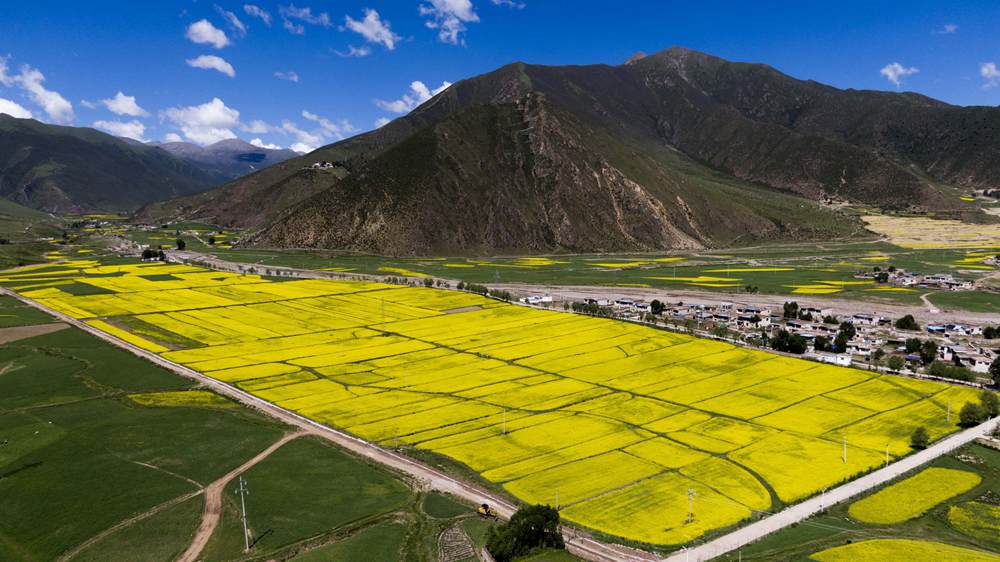 西藏墨竹工卡縣油菜農(nóng)田。