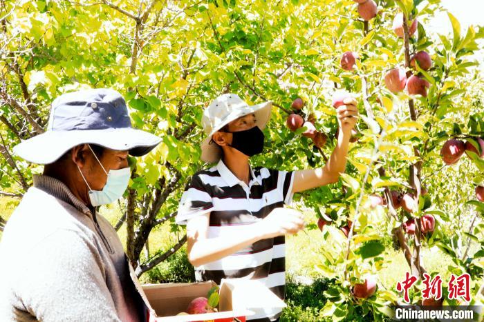 圖為西藏阿里札達(dá)縣底雅鄉(xiāng)村民在自家果園采摘果實(shí)?！“⑼?攝