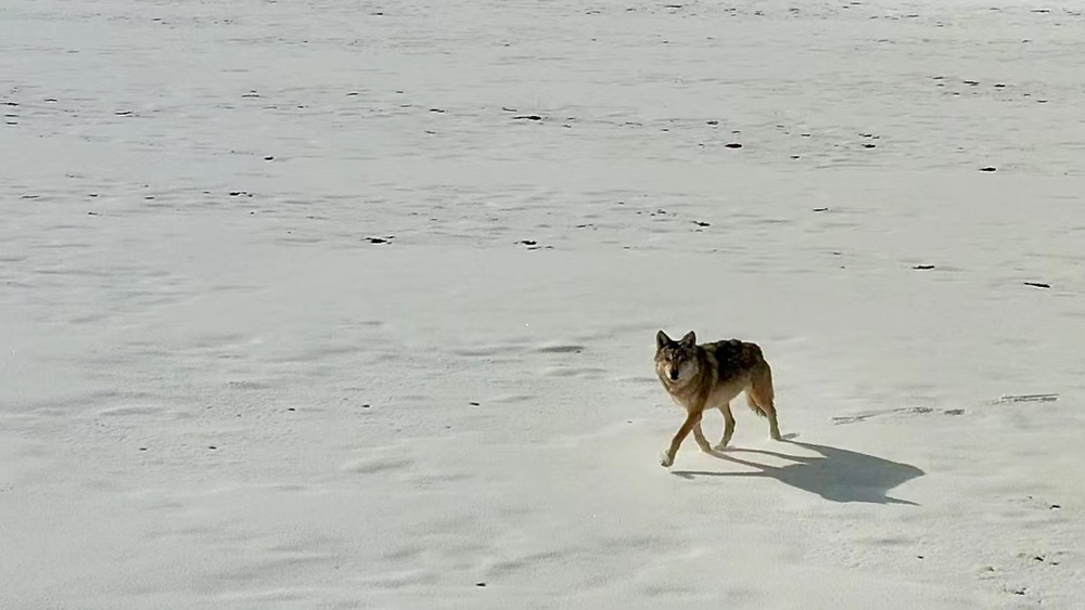 雪地里的阿里“狼”。