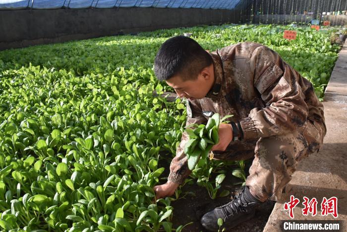 圖為阿里軍分區(qū)某邊防團(tuán)官兵在溫室摘菜?！￡悋[岳 攝