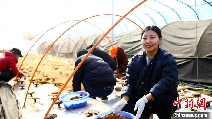 圖為農(nóng)民采收靈芝孢子粉?！∴嚢?攝