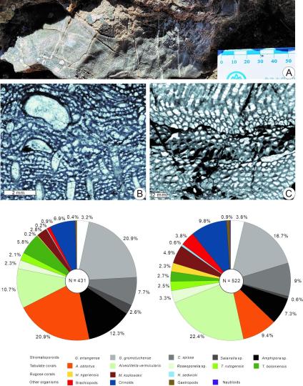 中國古生物學(xué)家在西藏發(fā)現(xiàn)3.9億年前生物礁