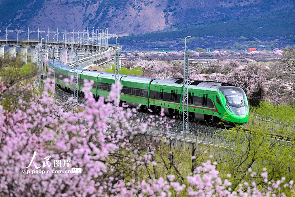 西藏林芝：雪域高原列車穿越花海