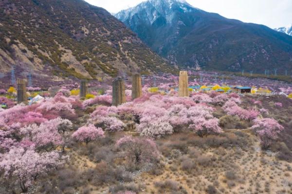 人間桃花源！林芝桃花有多絕？