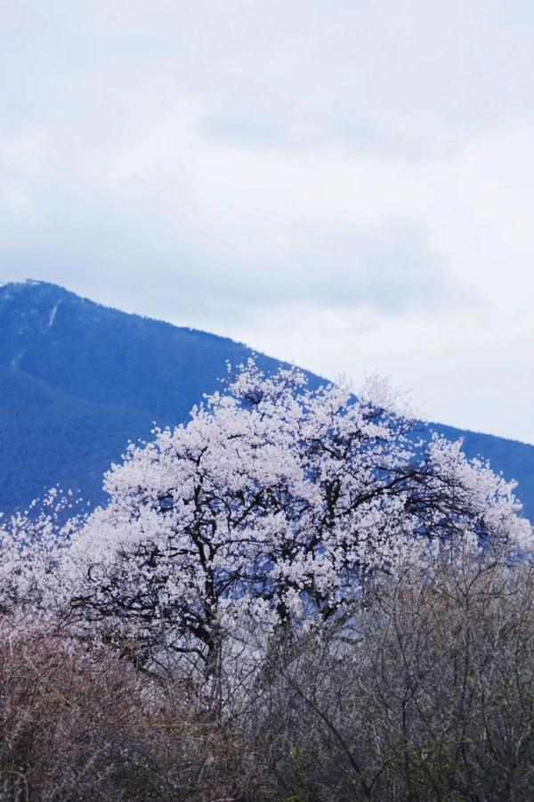 人間桃花源！林芝桃花有多絕？