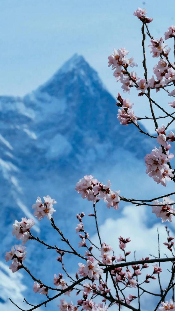 人間桃花源！林芝桃花有多絕？