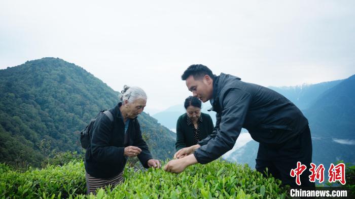 圖為銀發(fā)旅游體驗(yàn)團(tuán)兩位老人體驗(yàn)采茶。　西藏專項(xiàng)旅游協(xié)會供圖