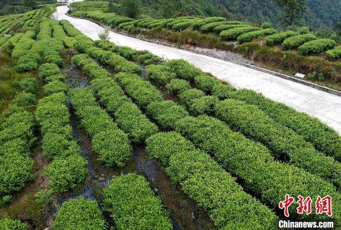 圖為西藏林芝市墨脫縣背崩鄉(xiāng)格林村山頂?shù)木坝^茶園。(無人機(jī)照片) 李林 攝