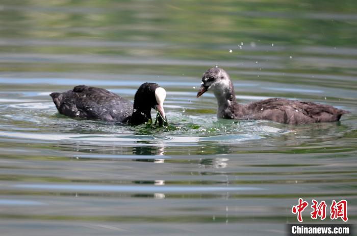 圖為6月22日，棲息在拉魯濕地內的古頂雞?！±盍?攝