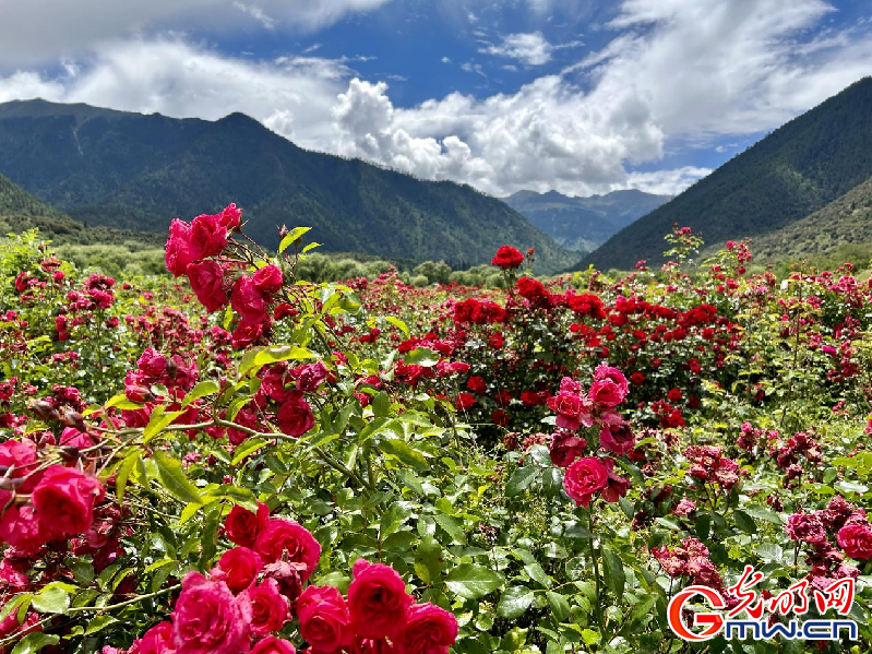 我們的家園丨【組圖】 綠水青山入畫，“金山銀山”筑起