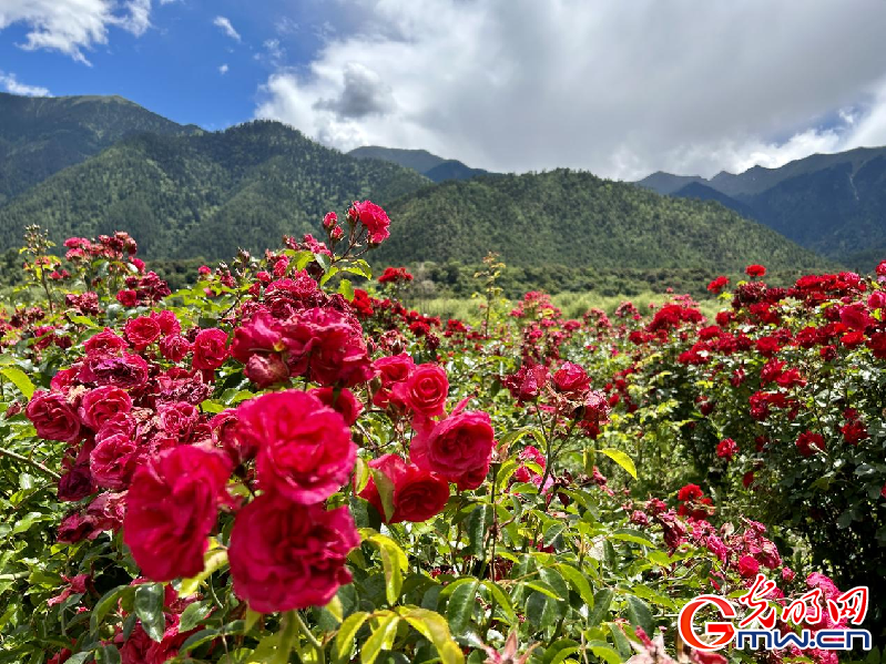 我們的家園丨【組圖】 綠水青山入畫，“金山銀山”筑起