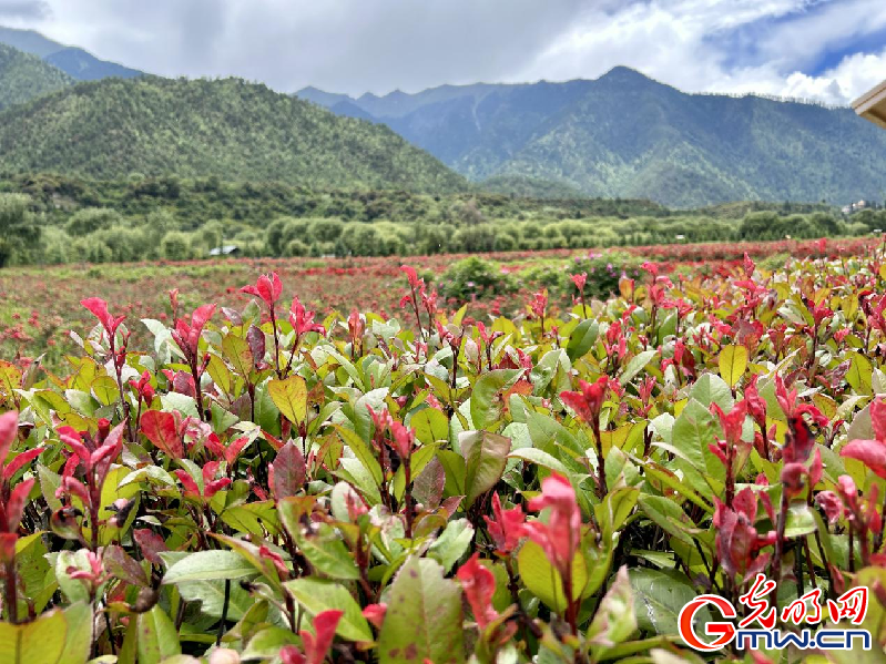 我們的家園丨【組圖】 綠水青山入畫，“金山銀山”筑起