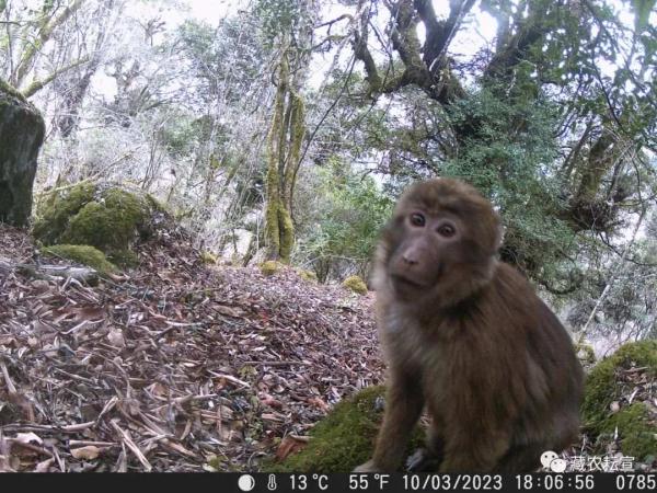 西藏色季拉山發(fā)現(xiàn)雪豹、白頰獼猴等多種珍稀野生動物