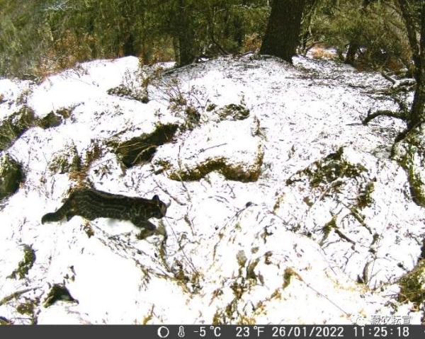 西藏色季拉山發(fā)現(xiàn)雪豹、白頰獼猴等多種珍稀野生動(dòng)物