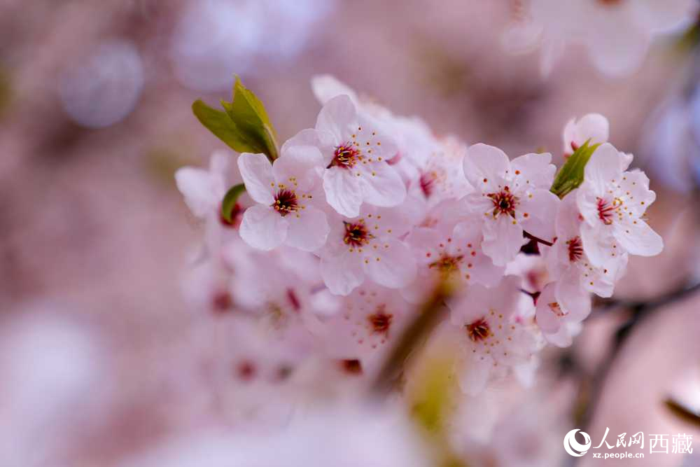 桃花盛開惹人醉。人民網(wǎng)記者 次仁羅布攝