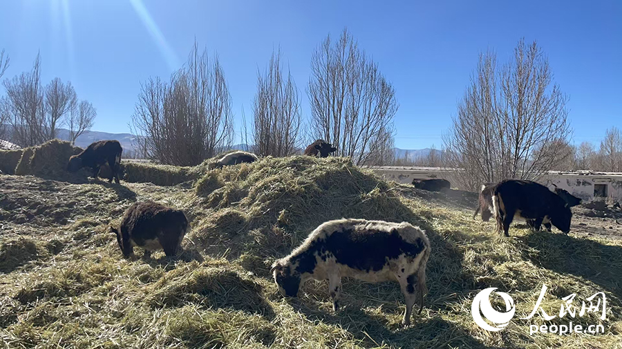 長所鄉(xiāng)森嘎村村民的牲畜在食用新鮮飼草。人民網(wǎng)記者 郝潔攝