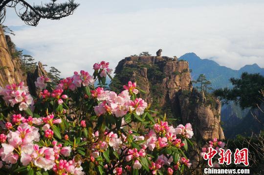 黃山風(fēng)景區(qū)“五一”小長假客流、車流平穩(wěn)